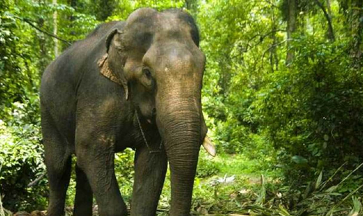 Elephant kills a man in Kerala
